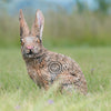 WILDCRETE FERAL COTTONTAIL RABBIT 3D FOAM TARGET