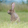 WILDCRETE FERAL COTTONTAIL RABBIT 3D FOAM TARGET