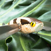 JACKALL MEGA POMPADOUR 120MM 57GRM SURFACE LURE [COLOUR:BROWN LIZARD]
